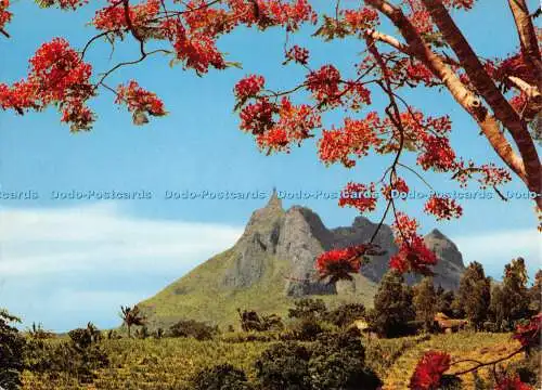 D071938 Pieterboth Berg- und Flammenbaum. Mauritius. Ile Maurice. Philippe Hal