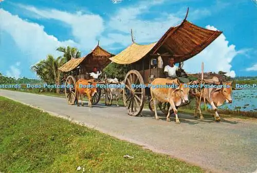 D075503 Malakka. Bullock Cart. S.W. Singapore. 1968