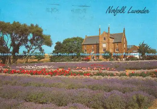 D074592 Norfolk Lavender. Lachs. 1989