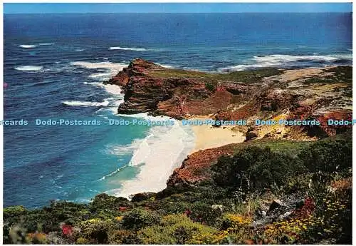 D073328 Südafrika. Kap der Guten Hoffnung in der Nähe von Cape Point. Protea Farbdrucke. C