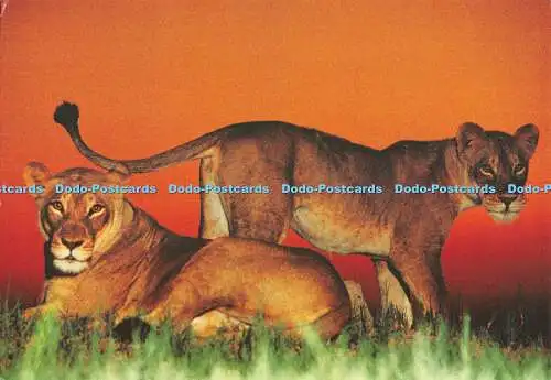 D075906 Botswana. Panthera Leo. Afrikanische Löwen. Benedikt Taschen. Auge in Auge. Fra