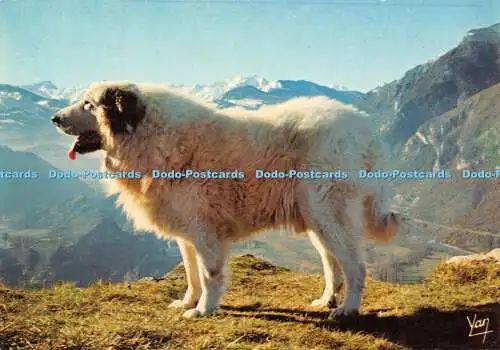 D075918 Nos Belles Pyrenäen. Chien des Pyrenees. P. Chambon. Yan