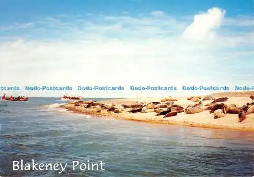 D075944 Blakeney Point. J. Salmon. Kamerafarbe. 1999
