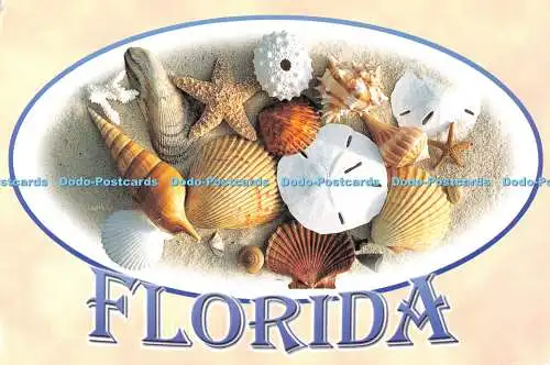 D073624 Florida. Wo Muscheln am Strand reichlich vorhanden sind. Scenic Florida D