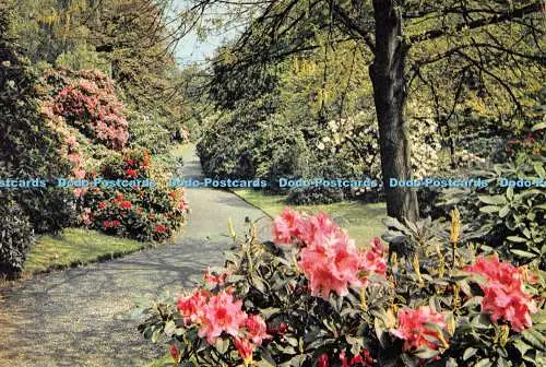 D078895 Kew. Royal Botanic Gardens. Rhododendron Dell. J. Arthur Dixon