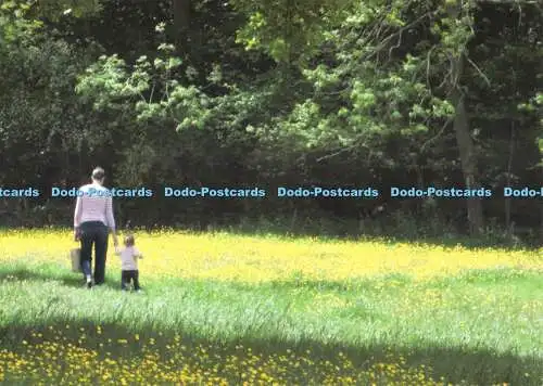 D076598 Buttercups. Wyken Hall. Franklin Hunting