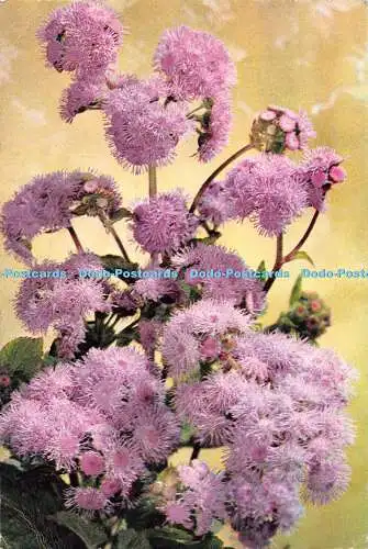 D076756 Ageratum. J. Arthur Dixon. Postkarte