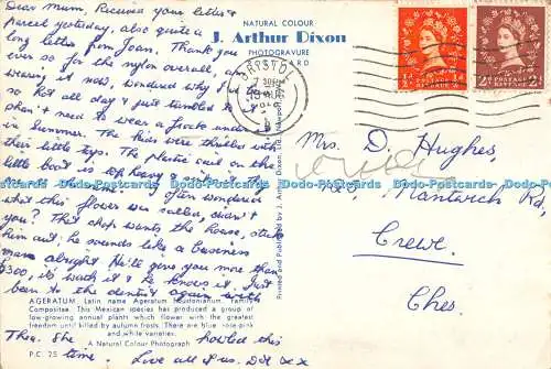 D076756 Ageratum. J. Arthur Dixon. Postkarte