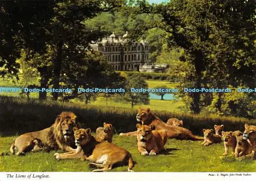 D080697 Lions of Longleat. E. Nagele. Hinde