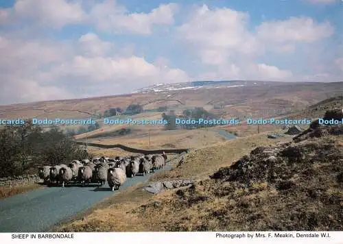 D080742 Schaf in Barbondale. Frau F. Meakin. Dentdale. Richter. Cumbria Westmorla