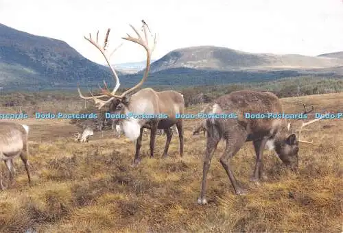 D080754 Gustav Rentierbulle aus der Cairngorm Rentierherde. E. Smith. Cairngo