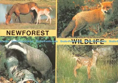 D079507 Newforest Wildlife. Rotfuchs. Rothirsch. Dachs. New Forest Ponys. J. Art