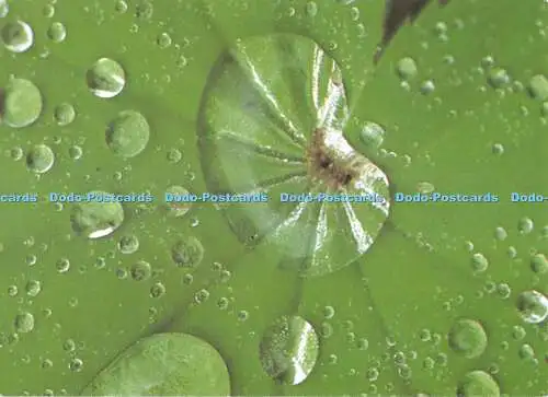 D082499 Regentopfen auf Blatt des Frauenmantels. Deutsches Jugendherbergswerk. S