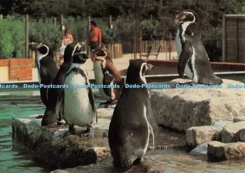 D082846 Pinguine. Birdworld Holt Pound in der Nähe von Farnham. Surrey. Beric Tempest