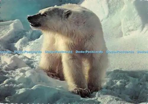 D080100 Alaskan Eisbär. Arctic Circle Enterprises. Dexter Press. Steve McCut