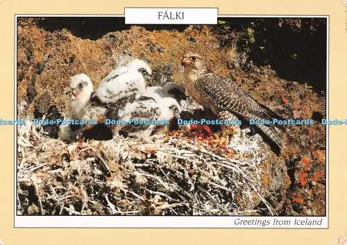 D081576 Grüße aus Island. Falki. Gyr Falke mit Jungen. Gretar Eiriksson.