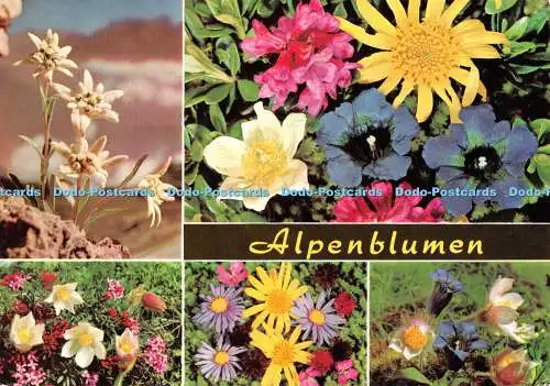 D107743 Alpenblumen. Rudolf Mathis. Silvrettaverlag. 1975. Multi View
