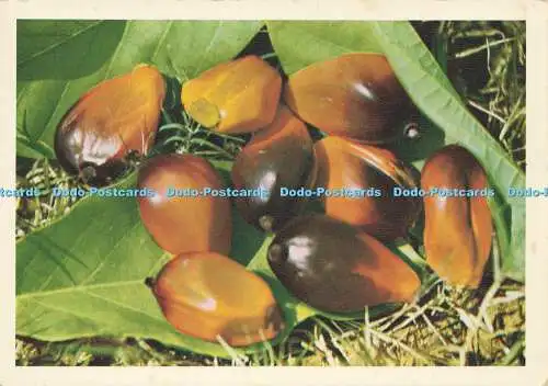 D179773 A Travers le Congo. Fruits de Palme. Gobel und Compagnie Leopoldville