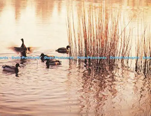 D179974 Enten schwimmen im Fluss. New Forest. Richard Kraus