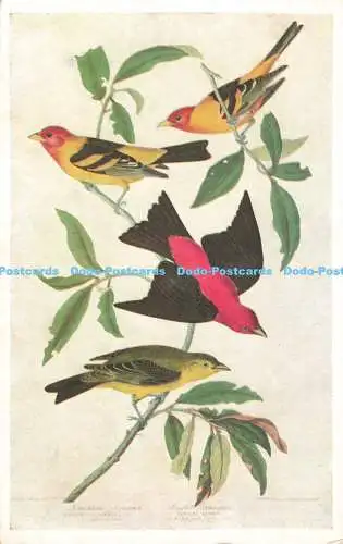 R202503 Louisiana and Scarlet Tanager The Birds of America J J Audubon Victoria