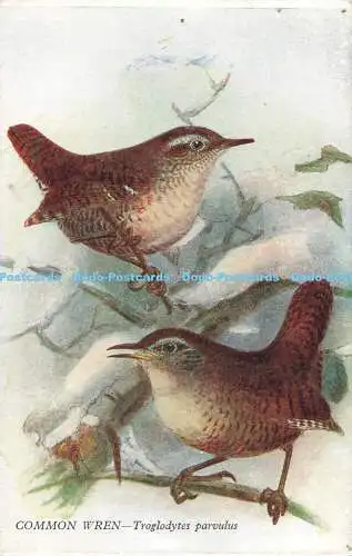 R202927 Gemeiner Zaunkönig Troglodytes parvulus Birds of Britain Serie Nr 47 Birds of