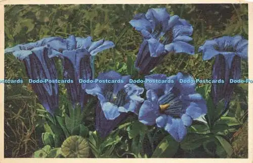 R209501 2688 Gentiana Clusii Clusius Enzian E Gyger