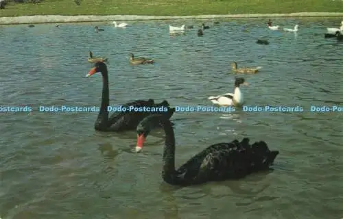 R205943 Flamingo Park Bird Sanctuary Seaview I W Black Swans Nigh Jarrold