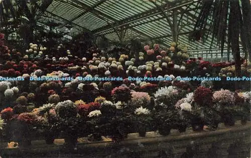 R211627 Frankfurt a M Palmengarten Chrisantemum im Blutenflor Gerhard Blumlein