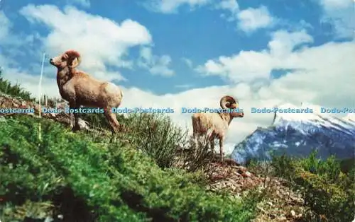 R214878 Rocky Mountain Big Horn Sheep Bruno Engler The Canadian Rockies Byron Ha