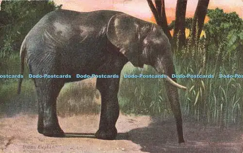 R211674 Indischer Elefant B B London Serie Nr 75 1906