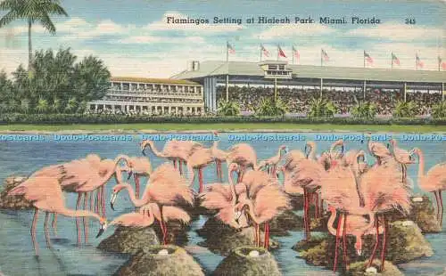 R211689 Flamingos Fassung im Hialeah Park Miami Florida Eli Witt Zigarre und Tabak