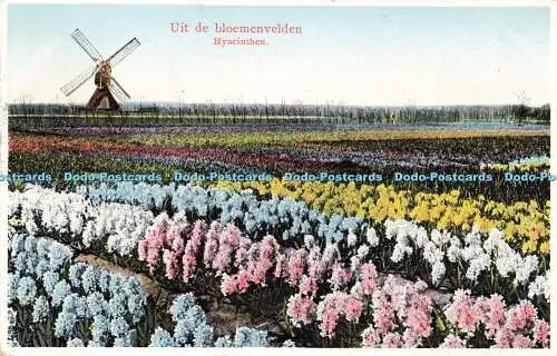 R213625 Uit de bloemenvelden Hyacinthen W and S H 1929 Uitg N P G Z