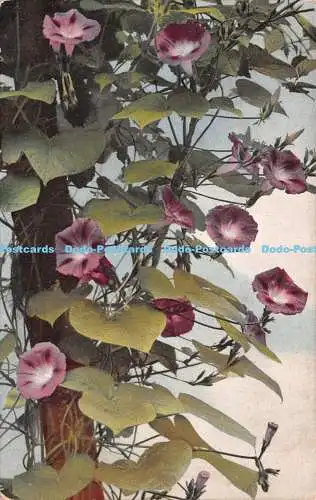 R227874 Blumen Photochromie Blumenk Serie Z Nr 692