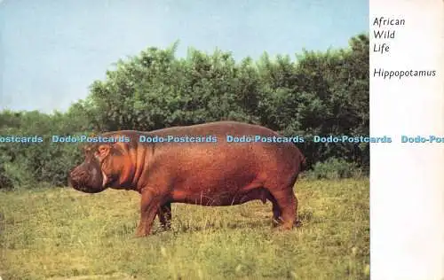 R230234 African Wild Life Nilpferd Mercury Film Productions Peter Hill Postc