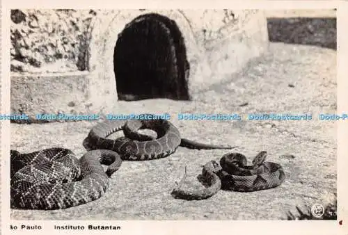 R233839 Sao Paulo Instituto Butantan Snake No 70