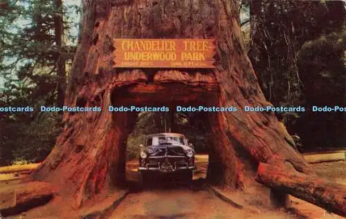 R234986 Kronleuchter Drive Thru Tree im Underwood Park auf dem Redwood Highway Mike