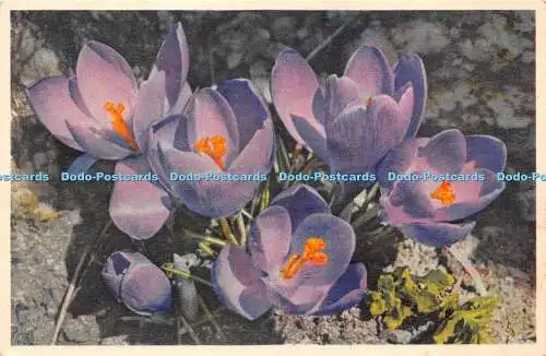 R236496 2694 Crocus hybridus hort Grossblumige Ideal Crocus Safran Ideal Zaffera