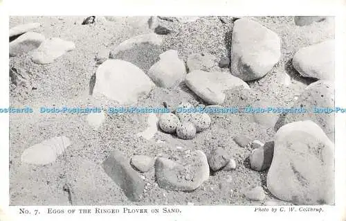 R239719 Eier des Ringelregenpfeifers auf Sand C W Colthrup Natura Fotographenserie