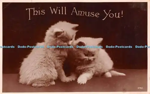 R240363 This Will Amuse You Two Kitten Valentinstag Postkarte RP