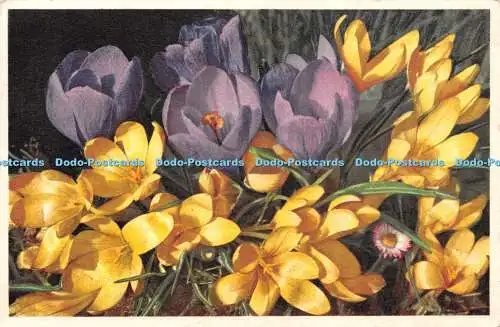 R244280 2712 Crocus hybridus hort Grossblumige Ideal Crocus Safran Ideal Zaffera