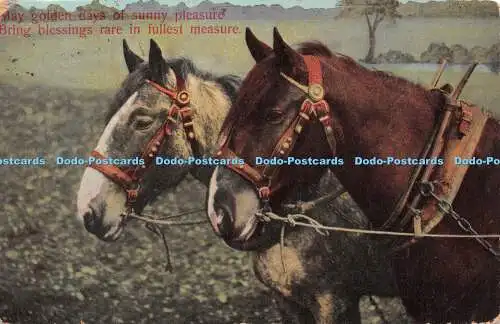 R241759 Mai goldene Tage des sonnigen Vergnügens Segen bringen selten in vollstem Maße