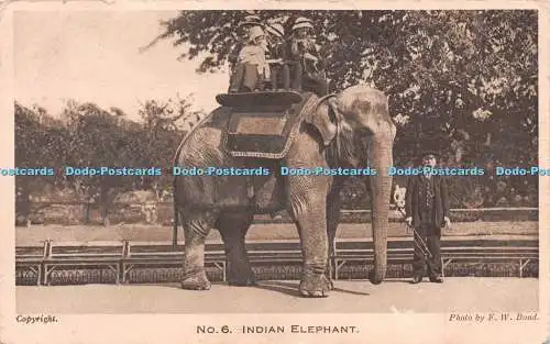 R246229 Indischer Elefant aus den Gärten der Zoologischen Gesellschaft London F W