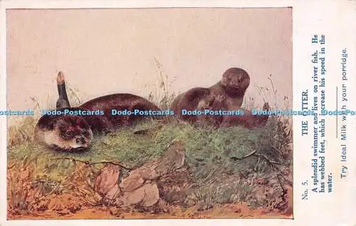 R245427 Der Otter Nr. 5 Ideal Milch konzentriert und cremig Nr 575 Postkarte