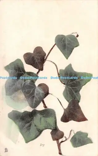 R250802 Efeu stecken Blumen Postkarte 6911 fotografiert aus der Natur 1907