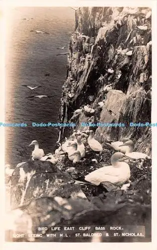 R250892 Bird Life East Cliff Bass Rock Sicht Seeing with M L St Baldred and St N