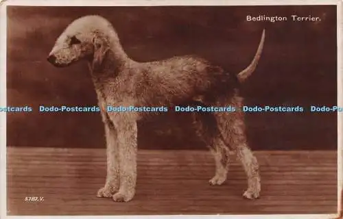 R249565 Bedlington Terrier Valentinstag Postkarte RP