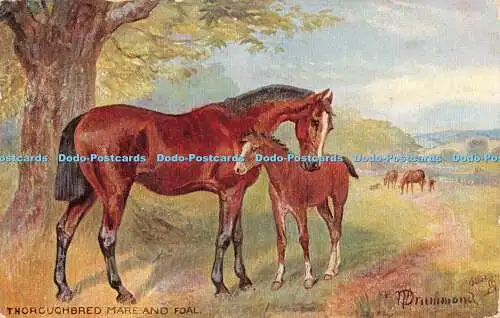 R249850 Vollblutstute und Fohlen Pferd Tuck Oilette Pferd Studien Postkarte 906