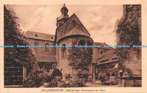 R255126 Hildesheim 1000 Jahre Rosenstock am Dom Tausendjahriger Rosenstock am