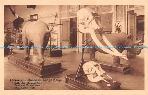 R260395 Tervueren Musee Du Congo Belge Mammalias Hall Ern Thill Nels