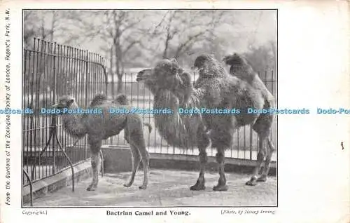 R259755 Baktrisches Kamel und Jungfoto von Henry Irving aus den Gärten der Z